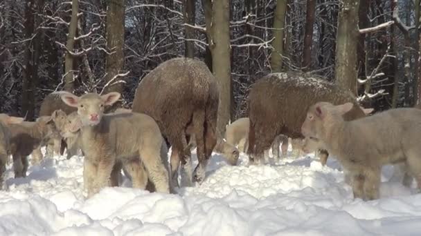 在雪地里可爱的小羊 冬天的草地上有许多小羊 — 图库视频影像