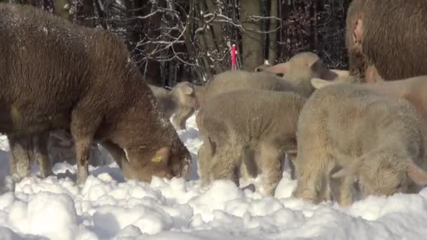 Lamb Sheep Winter Meadow — Stock Video