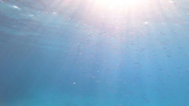 Cardume Pequeno Peixe Prata Abaixo Água Mergulho Egito — Vídeo de Stock