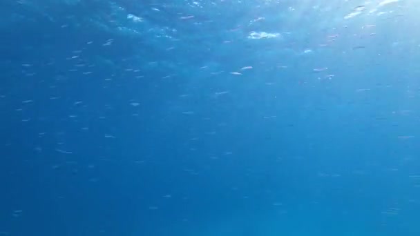Ławica Małych Srebrnych Ryb Pod Wodą Podczas Nurkowania Egipskiego — Wideo stockowe