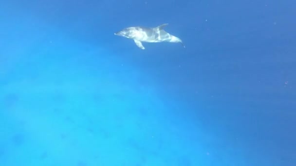Delfín Salvaje Hurghada Egipto Océano — Vídeos de Stock