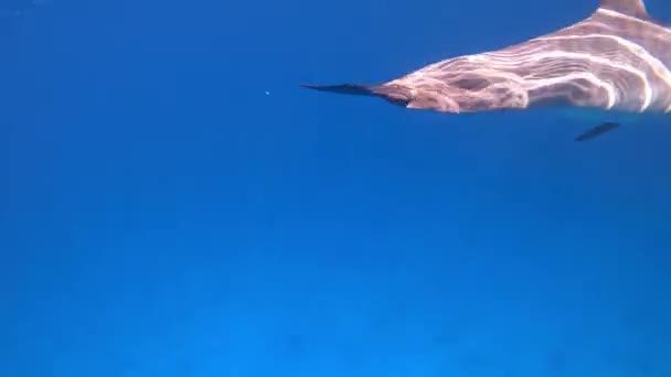 Delfín Salvaje Hurghada Egipto Océano — Vídeo de stock