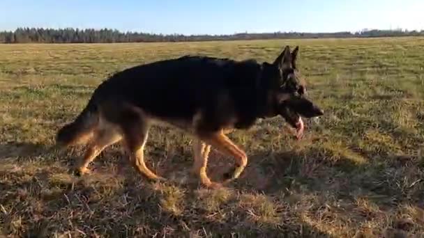ドイツの羊飼いの犬は緑の牧草地で自由に歩く — ストック動画