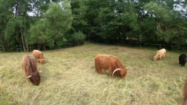 İskoç Highland Sığırları tarlada. Çok renkli İskoçya otlağı