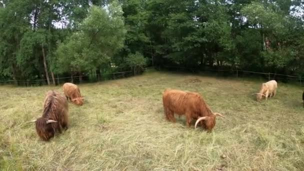 Scottish Highland Cattle Field Mnohobarevné Horské Pastviny — Stock video