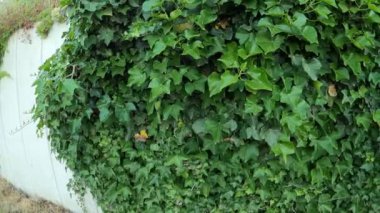 Ivy Hedera sarmalı duvarda
