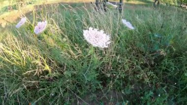 doğal çayırda (daucus carota) küçük beyaz çiçekli yaban havucu, Yarrow bitkisi).