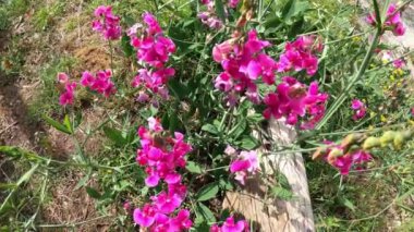 Yabani bezelye, çim vetchling, Lathyrus (Lathyrus nissolia), Peavines vetchlings