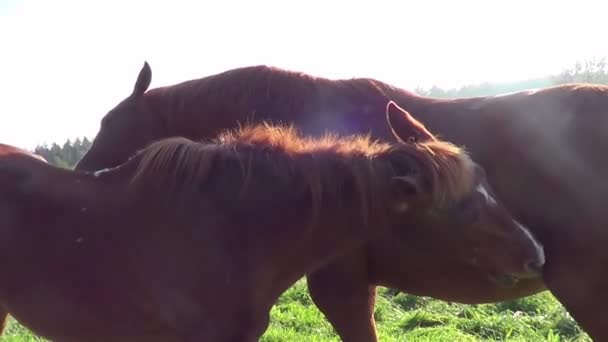 Hautpflege Für Pferde Pferdefreunde Kratzen Sich — Stockvideo