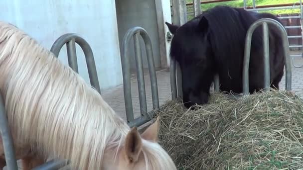 馬はヘイラックと外で食事をしている 馬は干し草を食べる — ストック動画