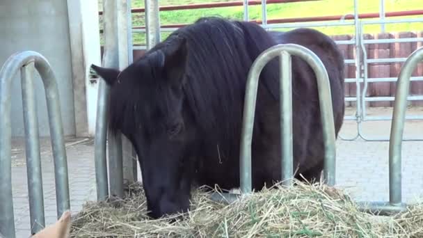 Pferde Füttern Draußen Mit Heu Pferde Fressen Heu — Stockvideo