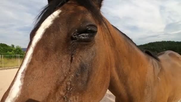 Horse Eye Infection Conjunctivitis Equine Recurrent Uveitis Swollen Tearing Eyes — Stock Video