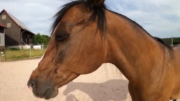 Pferdeaugeninfektion Bindehautentzündung Wiederkehrende Uveitis Bei Pferden Mit Geschwollenen Tränenden Augen — Stockvideo