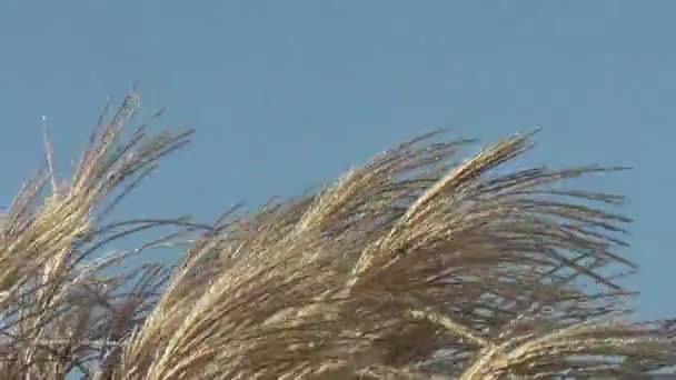 Pasto Pampas Cortaderia Selloana Plantas — Vídeos de Stock