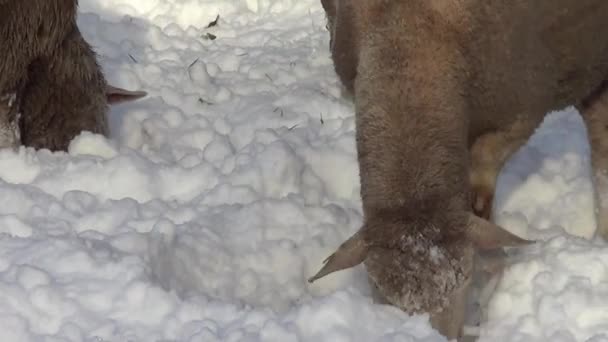 Jagnięcina Owce Łące Zimowej — Wideo stockowe