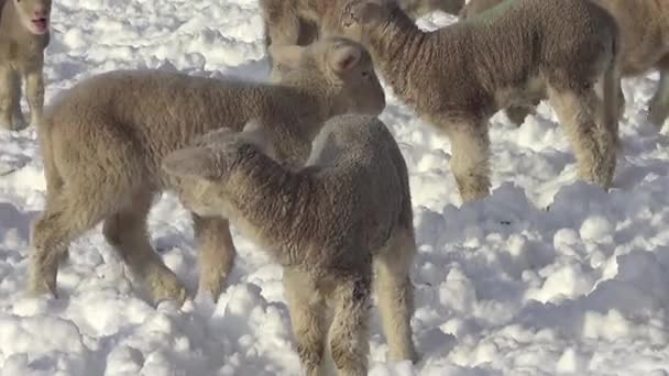 Sheep Lamb Winter Running Free Snow Meadow — Stock Video