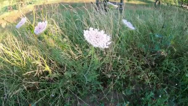Vadon Termő Répa Cickafark Növény Kis Fehér Virágokkal Természetes Réten — Stock videók