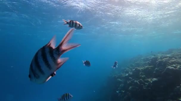 Sergente Coda Forbice Abudefduf Sexfasciatus Pesci Nell Oceano Rosso — Video Stock