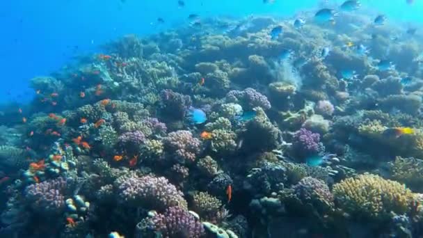 Τροπικά Ψάρια Κοραλλιογενή Ύφαλο Στην Αίγυπτο Χουργκάντα Πολλά Ψάρια Κάτω — Αρχείο Βίντεο