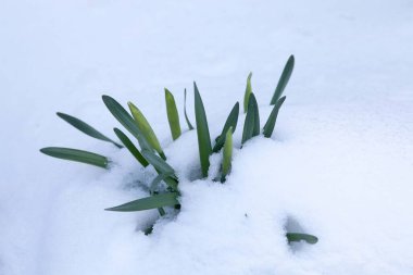 Kardaki ilk nergis Paskalya çiçekleri