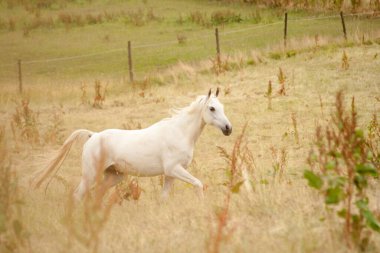 Beyaz Arap safkan atı.
