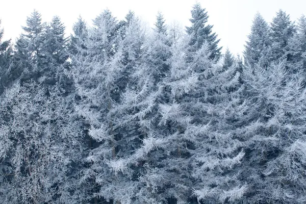 Snowy landscape, trees in winter in germany