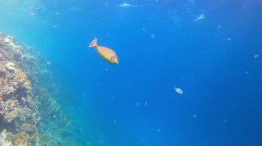 Bluespine unicornfish (Naso unicornis) balığı kızıl deniz okyanusunda. Kısa burunlu unicornfish, 