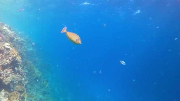 홍해의 블루스핀 유니콘피시 유니코니스 물고기 유니콘 — 비디오