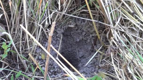 グラウンド ワープ ワスプは オーディオで地面に巣穴 ヴェスプーラヴァルガリス を飛び出します — ストック動画