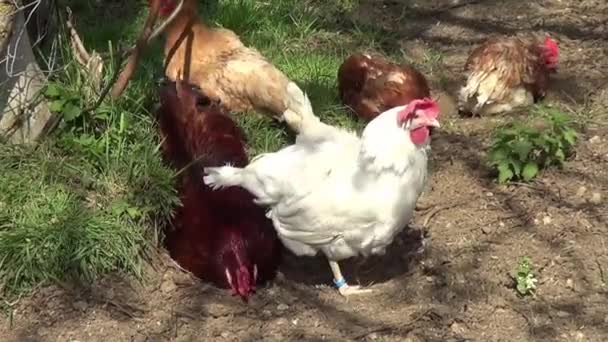 Tavuk Horoz Uzanır Çayırda Uyur — Stok video