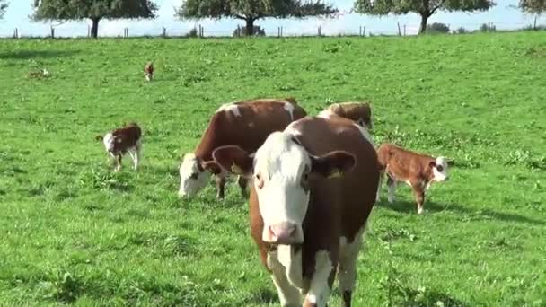 Vacas Pastos Pastando Verano Imágenes Únicas Algunas Vacas Lindas — Vídeo de stock
