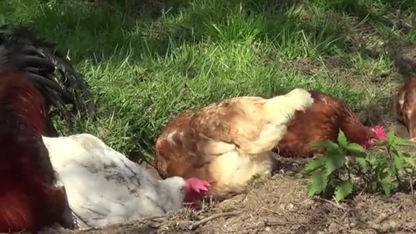 Tavuk Horoz Uzanır Çayırda Uyur — Stok video