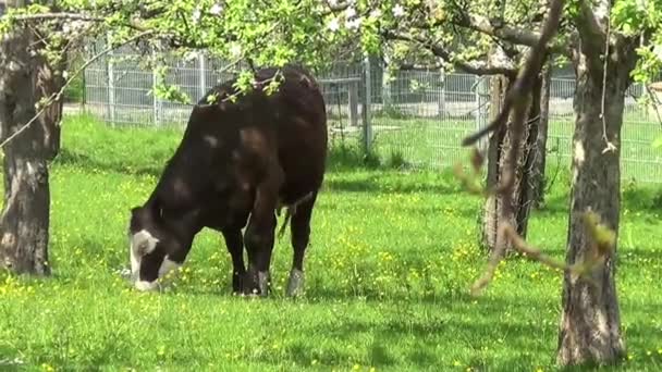 Krávy Venku Létě Jedí Trávu — Stock video