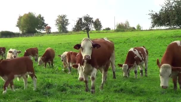 夏の外で牛は草を食べる — ストック動画