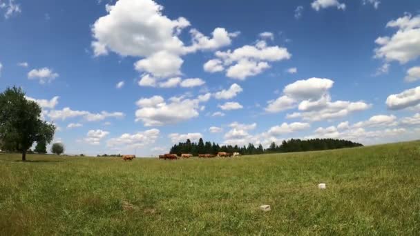 Αγέλη Αγελάδων Στη Γερμανία Εκτός Βοσκότοπων — Αρχείο Βίντεο