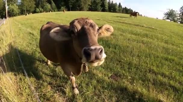 ベルの友好的な好奇心旺盛な牛は カメラ ブラウンスイスの牛の品種に近づいています — ストック動画