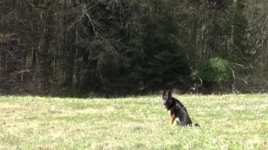 Alman çoban köpeği önden koşar