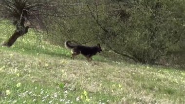 Alman çoban köpeği çimenleri kokluyor. İzleyici Köpek