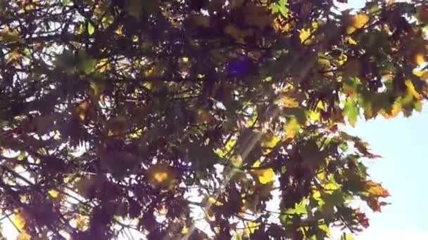 Piscando Raios Sol Brilha Através Folhas Árvore — Vídeo de Stock