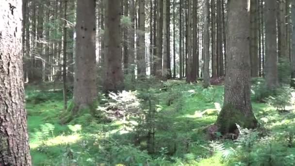 Οξιά Δασική Σκηνή Στα Γερμανικά Δάση — Αρχείο Βίντεο