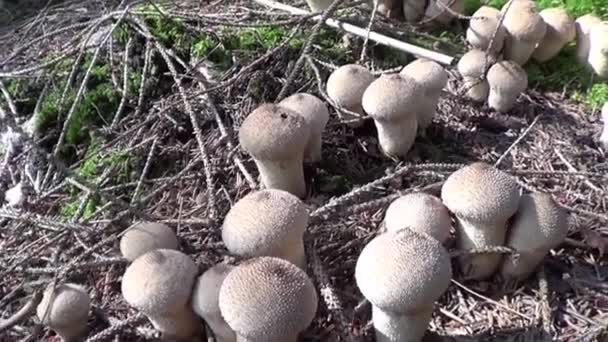 Cogumelo Puffball Comum Lycoperdon Perlatum — Vídeo de Stock
