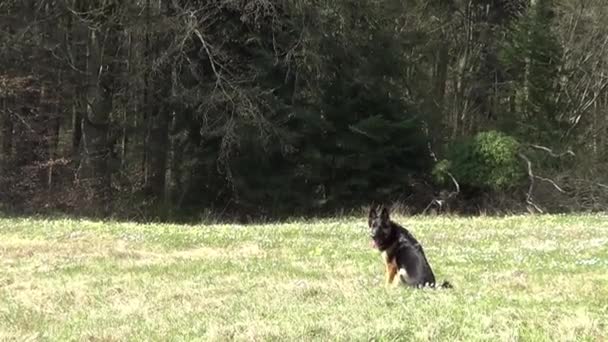 German Shepherd Dog Runs Frontal — Stock video