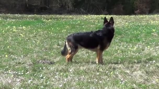 ドイツの羊飼い犬は草原に滞在しています — ストック動画