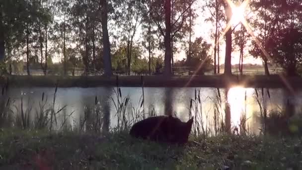 Hund Liegt Nach Dem Schwimmen Sommer Sonnenuntergang See — Stockvideo
