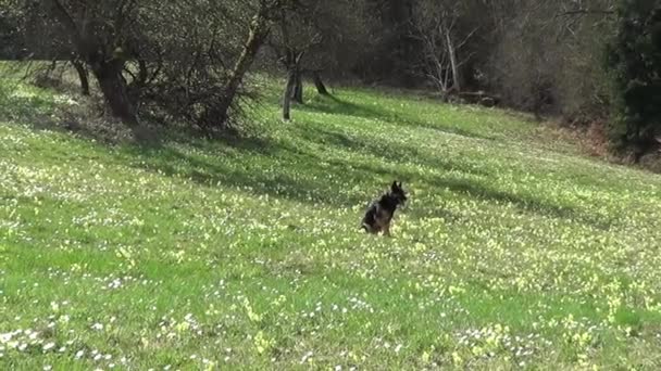 Duitse Herder Hond Loopt Vrij Groene Weide — Stockvideo