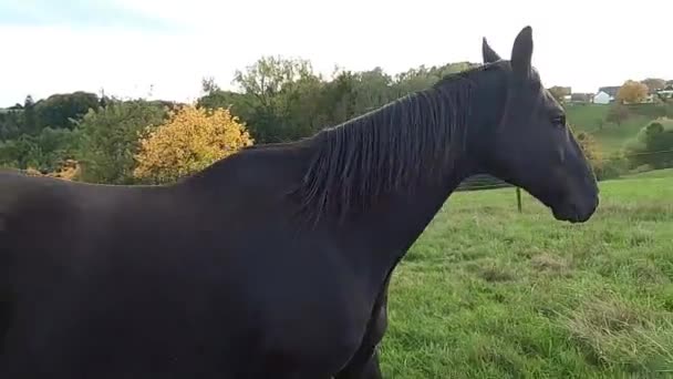 Koń Kopie Kopie Pierdzi Ucieka — Wideo stockowe