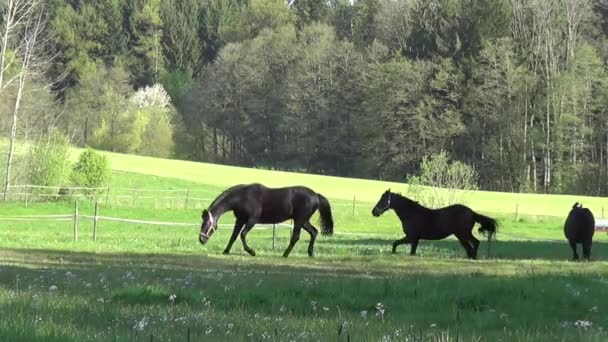 Piękne Konie Galopują Wolne Łące — Wideo stockowe
