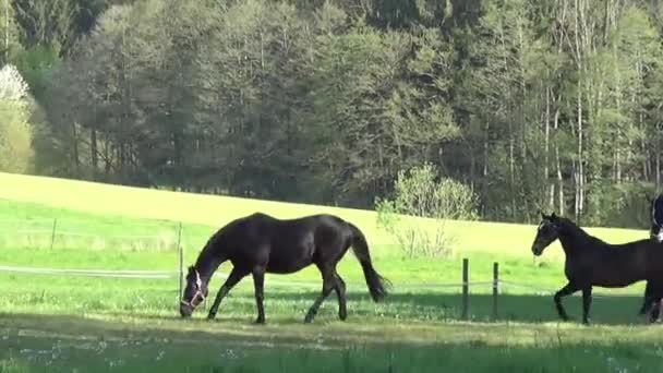 Bellissimi Cavalli Corrono Liberi Nel Prato — Video Stock