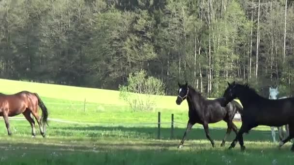 Schöne Pferde Laufen Frei Auf Der Weide — Stockvideo