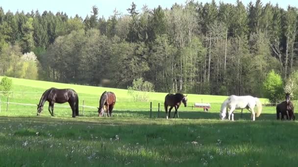 美しい馬ギャロップは 影で無料 — ストック動画